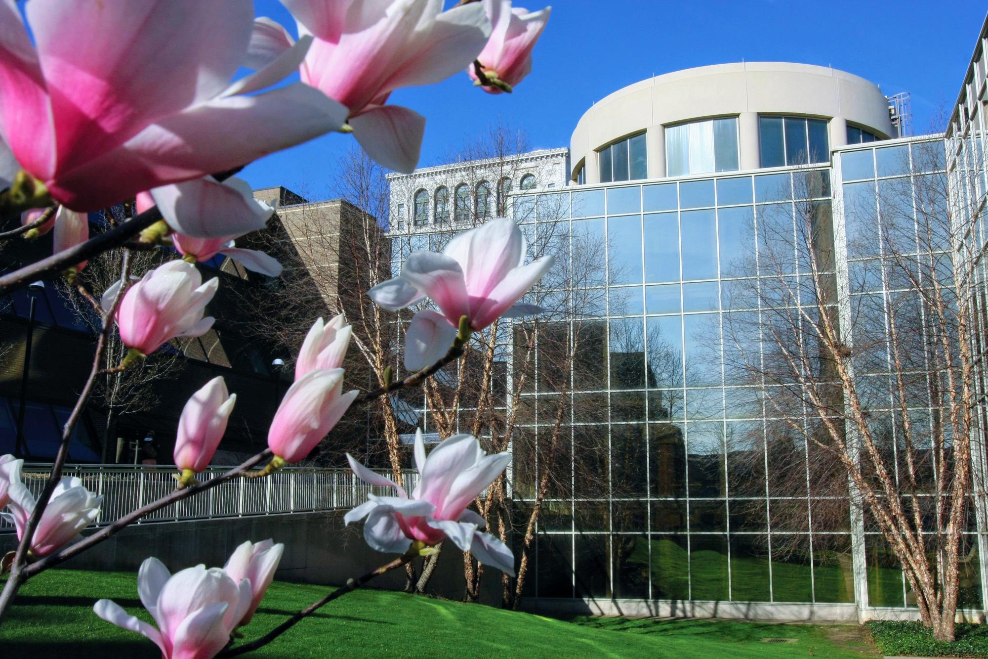 Law Library Blossom
